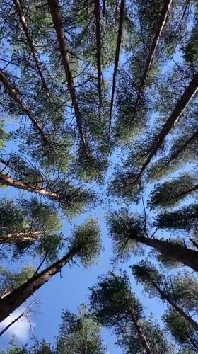 Sunlit pine forest paths and canopy views near Votkinsk