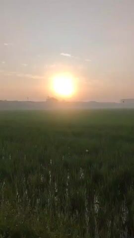 This is a video of a sunrise over a green rice paddy. The sun is a bright orb in the sky, with rays of light extending outward. The rice paddy is lush and green, with a few patches of water visible. The sky is a pale orange and pink, with a few wispy clouds. The overall scene is peaceful and serene.