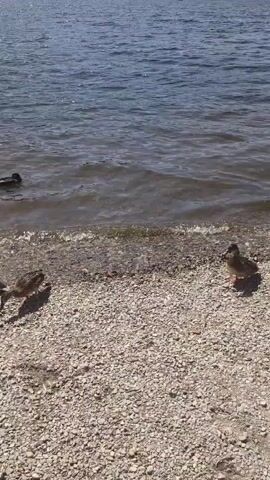 A woman with blonde hair, wearing a black bikini, is crouched on a pebbly shore. She is facing away from the camera, looking out at a body of water. Several ducks are visible. Two ducks are swimming in the water, and three ducks are on the shore near the woman. One duck is on the right side of the frame and is facing the woman. The water is blue and reflects the sunlight. The shore is made of small gray and white pebbles. The background shows trees and a hazy sky.