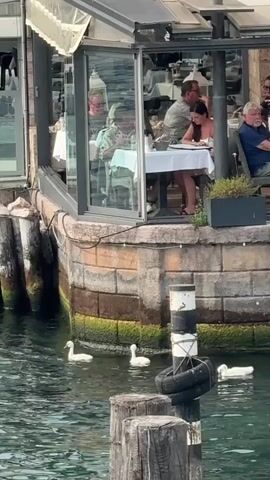The video shows a waterfront restaurant with several people dining inside. Outside the restaurant, on the water, there are four swans swimming near a wooden dock. The dock has several wooden posts, some of which are wrapped with tires. The water is calm and appears to be a lake or a bay. The restaurant has large windows that offer a view of the water. The overall atmosphere is relaxed and picturesque.