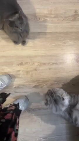 A first-person perspective video shows two gray cats and a person's feet on a wooden floor. The first cat, which is a solid gray color, sits to the left of the frame looking up. The second cat, a lighter gray with tabby markings, is on the right side of the frame. The second cat looks down and then begins to roll onto its back. The person's feet are wearing gray sneakers and a dark floral skirt. The video then shifts focus to the second cat rolling onto its back, and another cat, which is orange and white, appears in the upper right portion of the frame. The orange and white cat is resting its paw on a dark gray upholstered surface.
