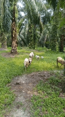 Sheep and lambs graze freely through an Indonesian palm oil plantation