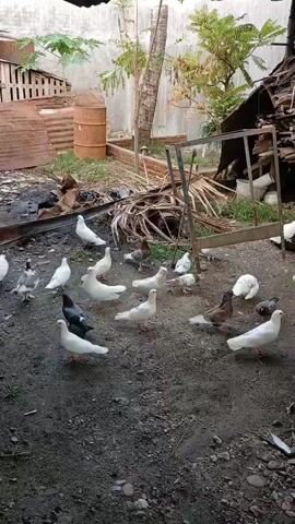 The video shows a flock of pigeons pecking around on a dirt ground. The pigeons are of various colors, including white, gray, and brown. Some are walking, while others are pecking at the ground. In the background, there is a wooden fence, some rusty metal sheeting, and a few palm fronds. The overall environment appears to be an outdoor yard.