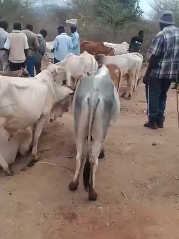 A group of people are gathered around livestock, which appear to be cows and goats, in an outdoor area with dry, dusty ground and sparse vegetation. The sky is overcast. Some of the people are wearing traditional clothing, while others are in casual attire. The livestock are mostly standing, with a few lying down. There is a fence visible in the background. The overall impression is of a rural market or gathering place for trading livestock.