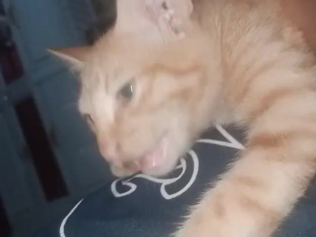 A close-up video shows an orange tabby kitten being held by a person whose arm is visible on the left side of the frame. The kitten is tilted, with its head facing forward. It has green eyes and pink nose. The kitten's body is partially obscured by the person's arm and a dark fabric with a white pattern. The background is blurred and out of focus, with hints of furniture and possibly a wall. The kitten blinks and its ears twitch.