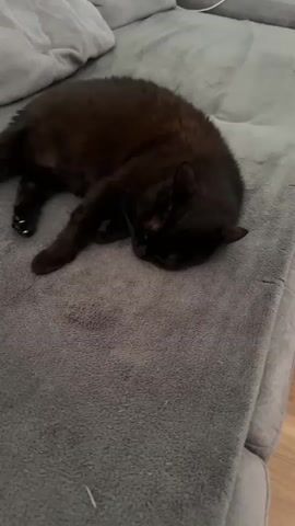 A black cat is sleeping on a grey blanket on a couch. A person's hand reaches out and touches the cat's paw. The cat is curled up on its side, with its head resting on the blanket. The cat's eyes are closed, and it appears to be asleep. The couch is a dark grey color, and the blanket is a lighter grey. The room is dimly lit, and there is a hint of natural light coming from the left side of the frame.