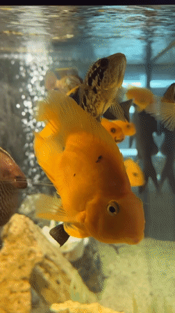 Morning stop at a St. Petersburg museum with paintings and fish tanks