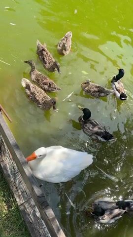 In a high-angle shot, a small body of water is populated by several ducks of various colors and a single white goose, enclosed by a weathered wooden fence. The water appears greenish, possibly due to algae or other organic matter. The ducks are mostly brown with speckled patterns, while a few drakes sport green heads. They are swimming and interacting with each other, creating ripples on the water's surface. The goose rests near the fence, its orange beak visible. The sunlight causes reflections and highlights on the water, contributing to the overall texture of the scene.