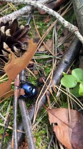 A close-up shot shows a shiny blue-black beetle on the forest floor. The beetle is surrounded by pine needles, moss, twigs, and fallen leaves. A pine cone is visible in the upper left corner of the frame. The beetle is stationary, and its iridescent shell reflects the light. The scene appears to be a natural, outdoor environment.