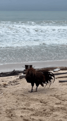 Rooster observed standing on beach facing ocean