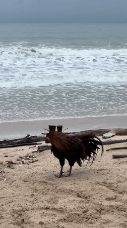 Rooster observed standing on beach facing ocean