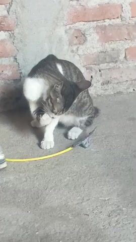A tabby and white cat is grooming itself while sitting on a concrete floor in front of a brick wall. A yellow cord is visible on the floor, and a pair of shoes is partially visible on the left side of the frame. A small dark object is on the floor near the cat's paw.