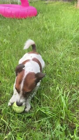 A small white and brown dog is playing with a tennis ball on a grassy lawn. The dog is in a crouched position, holding the ball with its paws and mouth. A human hand reaches into the frame and touches the dog's head. The dog then looks up at the camera, wagging its tail and panting. In the background, a pink inflatable flamingo is visible. The scene appears to be a backyard on a sunny day.