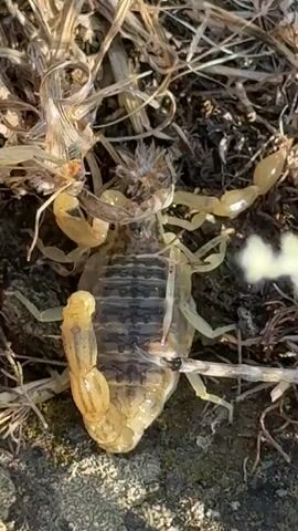 The video shows a close-up, ground-level view of a yellow scorpion on dry, brown foliage and dirt. The scorpion is positioned with its underside facing the camera, revealing its segmented abdomen with dark stripes and its curved, segmented tail with a stinger. Its pincers are visible, and it appears to be moving slightly, with some of the dried grass and debris shifting around it. The lighting suggests an outdoor environment, possibly during the day, given the shadows.