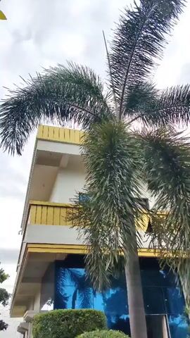 The video shows a close-up of a tall palm tree with lush green fronds against a cloudy sky. In the background, a multi-story building with white and yellow exterior walls is visible. The building has balconies with yellow railings. The lower part of the building appears to have large blue-tinted windows or a mirrored facade, reflecting a tropical scene. In front of the building, there are manicured bushes and some other plants, as well as what appears to be a section of paved ground and some orange pipes. The camera angle is from below, looking up at the palm tree and the building. The video is shot in segments, with slight variations in framing between clips, suggesting it was recorded by hand with some movement.