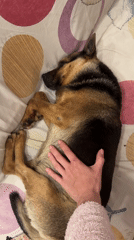 Quiet pet moments and personal keepsakes documented in Ukraine