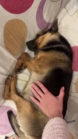 A top-down shot shows a person's hand gently resting on the belly of a sleeping German Shepherd dog, which is lying on its back on a bed covered with patterned bedding. The dog has a dark back and tan underside, with its legs curled up in a relaxed position. The hand is fair-skinned, with manicured fingernails. The person is wearing a pink, fluffy sleeve.  The bedding features large, colorful circles against a white background. The scene suggests a calm and peaceful moment between the person and their pet.