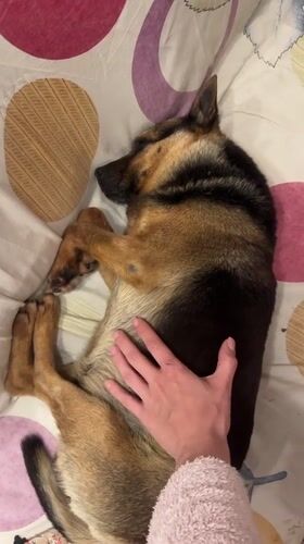 Quiet pet moments and personal keepsakes documented in Ukraine