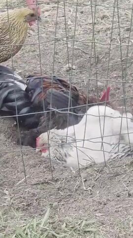 The video shows several chickens gathered on the ground behind a wire fence. A few chickens are standing and pecking at the dirt. One chicken is lying down on its side. The ground is mostly dirt with some dry grass visible. The chickens are various colors, including brown, black, and white with black spots. The lighting suggests it is daytime.