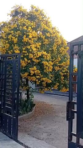 A gate opens onto a paved area with a tree in full yellow bloom behind it. To the left of the tree is a building with a decorative facade. The gate is made of black metal bars. The tree is a focal point, its yellow flowers creating a vibrant contrast with the green leaves. The building has a stone-like exterior and appears to be a fence or wall with openings resembling windows. The sky is overcast and a red and white flag is visible in the background on the left.