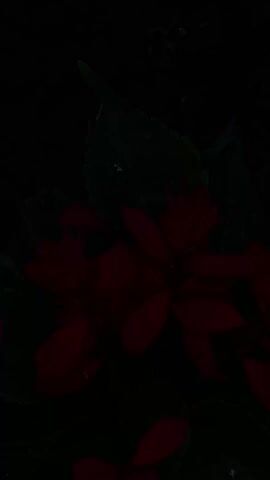 The video shows a close-up shot of red flowers with green leaves. The lighting shifts from dark to bright, revealing the details of the flowers and foliage. The background appears to be soil.