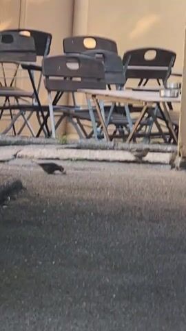 A video clip shows two sparrows walking and foraging on asphalt pavement in front of an outdoor seating area with wooden chairs and tables. The sparrows are brown and grey and are actively pecking at the ground. The seating area appears to be part of a cafe or restaurant. The background is blurry, but suggests a building with a beige wall. The lighting suggests it is daytime, possibly late afternoon.