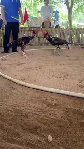 This is a video of a cockfight. Two roosters are fighting in a sandy pit surrounded by a bamboo fence. A ring is marked on the ground with a white hose. On the left, a man in a blue shirt and black pants stands watching. In the background, two other people stand behind the fence. A red flag is visible behind the roosters. The roosters are actively fighting, with one rooster appearing to be on the ground while the other stands over it. The sand is kicked up from the fight.
