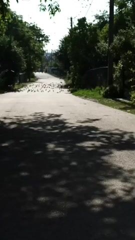 A flock of birds is startled and takes flight from a paved road lined with trees and fences. Sunlight casts shadows of leaves on the road surface. In the distance, a person is walking away from the camera. The birds scatter into the air, with some flying low over the road.