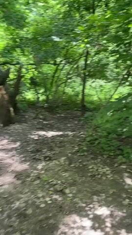 A person is walking through a wooded area, with the camera panning to capture the surroundings. The video starts with a blurry view of greenery and a red object, possibly a sign or a marker, on a wooden post. As the camera moves, it focuses on a large, ancient-looking tree with a gnarled and textured trunk. The leaves of the tree are vibrant green, and the sunlight filters through them, creating dappled light on the ground. The path appears to be made of dirt and leaves. The overall environment is that of a forest or park.