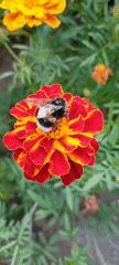 Garden macro shots: bees on marigolds, roses, and nasturtiums in Belarus
