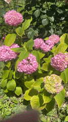 Summer garden blooms and backyard greenery in Novy, Russia