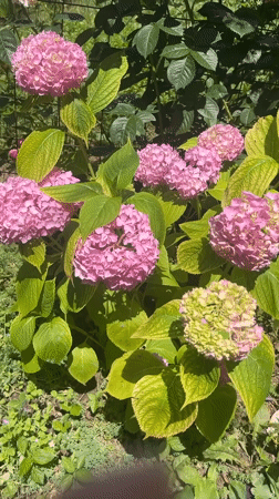 Summer garden blooms and backyard greenery in Novy, Russia