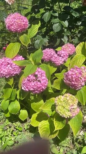Summer garden blooms and backyard greenery in Novy, Russia