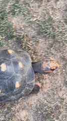Spotted tortoise observed walking through grassland in Tinaquillo, Venezuela