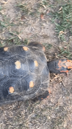 Spotted tortoise observed walking through grassland in Tinaquillo, Venezuela