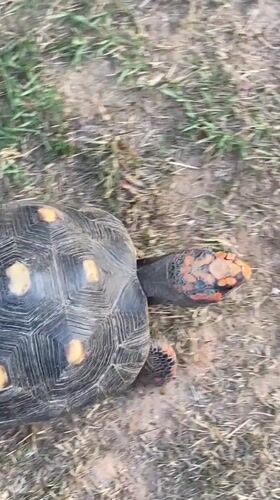 Spotted tortoise observed walking through grassland in Tinaquillo, Venezuela
