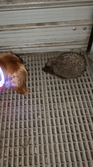 Hedgehog spotted on urban grate in Pleven, Bulgaria