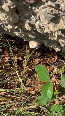 A small, brown lizard with dark markings is partially visible under a rocky overhang. The lizard is positioned amongst dry leaves and grass, with green leaves in the foreground. The scene appears to be outdoors, under natural sunlight.