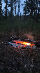 Campfire burns into the night in a woodland clearing