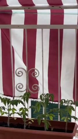 The video shows a close-up view of several young tomato plants growing in brown rectangular planters. The planters are placed on a tiled surface, possibly a balcony or patio. Behind the plants, there is a white metal railing with decorative scrollwork. Above the railing, a red and white striped awning is visible, partially obscuring the background. The awning appears to be made of fabric and is stretched across the top of the scene. The lighting suggests it is daytime, with diffused light coming from above. The overall scene depicts a small urban gardening setup.