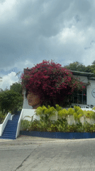 Street art mural uses living bougainvillea as hair documented Thailand