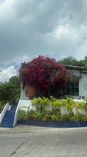 Street art mural uses living bougainvillea as hair documented Thailand