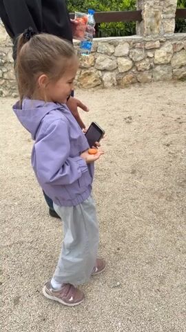 A young girl in a lavender jacket and gray pants holds a piece of carrot in her palm and extends her hand towards a white wooden fence. Behind the fence, two miniature ponies, one black and one brown and white, peek through the bars. The ground is covered in gravel. A person in dark clothing stands beside the girl, holding a plastic container of carrots and a water bottle. A stone wall and some greenery are visible in the background.