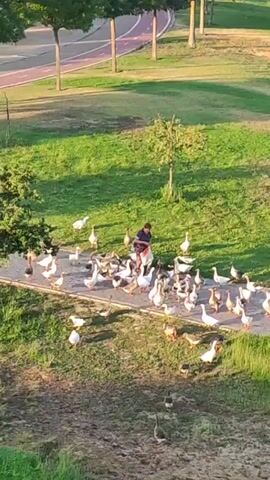 A person is feeding a large group of geese in a park. The person is wearing a dark top and pants and is standing on a paved path. The geese are gathered around the person, and some are eating from the person's hand. The park has grass, trees, and a bike path in the background. The lighting suggests it is daytime.