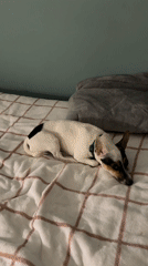 Two dogs rest on beds in Petah Tikva home