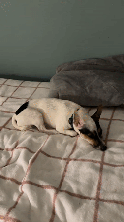 Two dogs rest on beds in Petah Tikva home