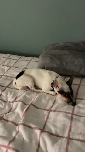 Two dogs rest on beds in Petah Tikva home