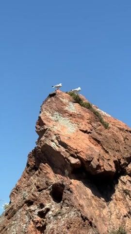 Two seagulls stand on the peak of a large, reddish-brown rock formation against a clear blue sky. The rock has patches of light green lichen on its surface. One seagull is positioned on the left side of the peak, facing right, while the other is on the right side, facing left. The video is captured from a low angle, looking up at the rock and birds.