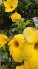 Yellow Allamanda flowers bloom along fence in Tuý Sơn