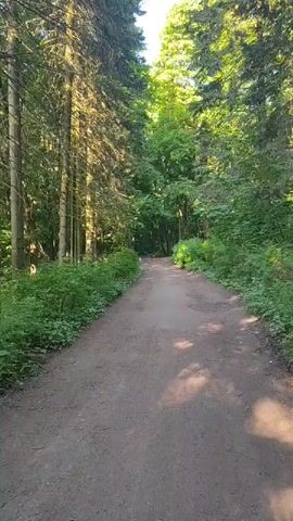A vertical video shows a dirt road in a forest. The road is slightly uneven and has patches of sunlight and shadow. Trees line both sides of the road, creating a canopy of green leaves. The trees on the left are taller and more slender, while the trees on the right are shorter and have thicker trunks. The leaves are a vibrant green, indicating a spring or summer setting. In the distance, the road appears to go downhill and curve to the left, disappearing behind the trees. The overall impression is one of a peaceful and natural setting, with no people or animals visible.